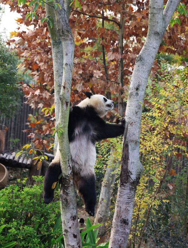 French President Macron visits China