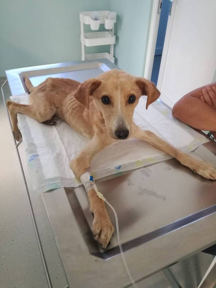 Kad institucije zakažu: 'Bili su na rubu smrti, spasili smo ih!'