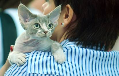 'Ćelave' sfinks mačke: Pametne su, umiljate i vole ljude