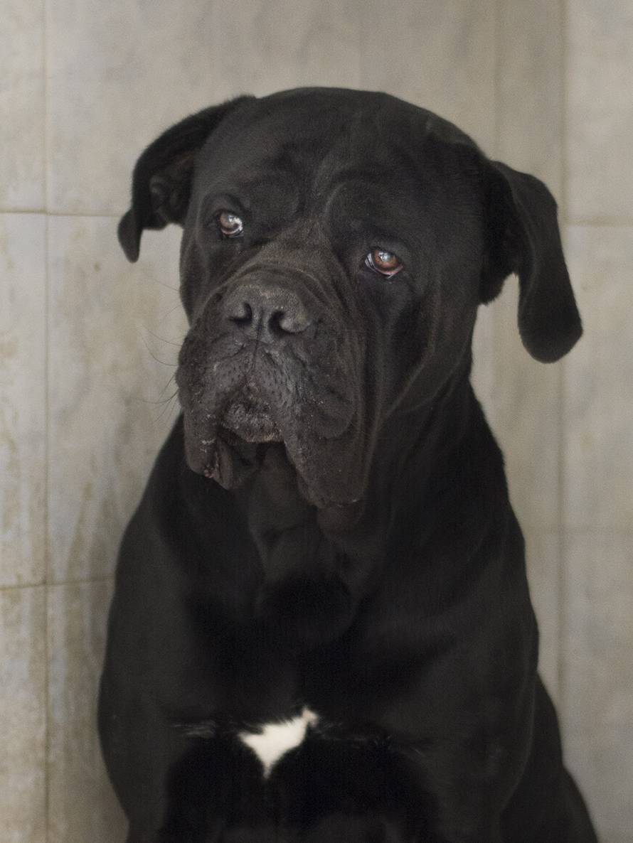 Pred Ottom su se ljudi skrivali na ulicama, sad je prava maza