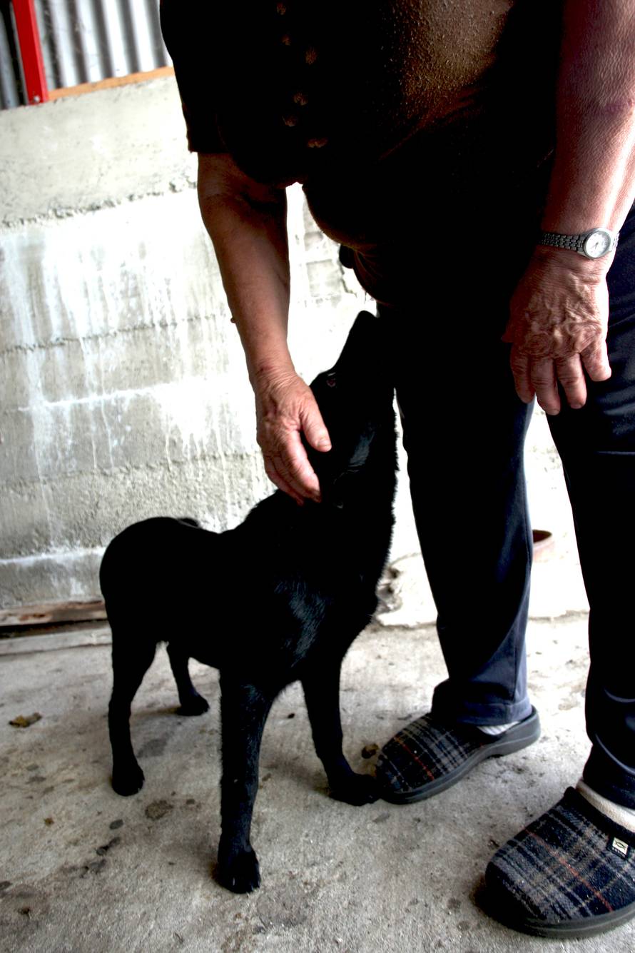 Čekićem zatukao psa i zakopao ga u jamu, a on je ipak preživio