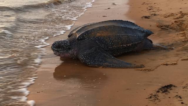 Na pustim plažama na Floridi i Tajlandu sve više ima kornjača