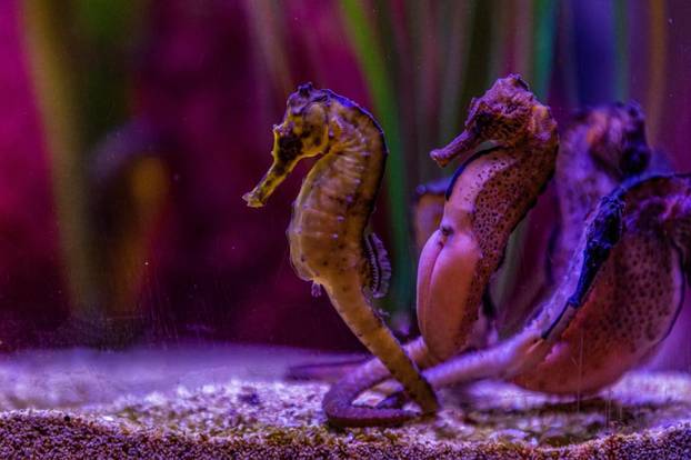 U Pulski aquarium iz Njemačke je stiglo čak 20 morskih konjica