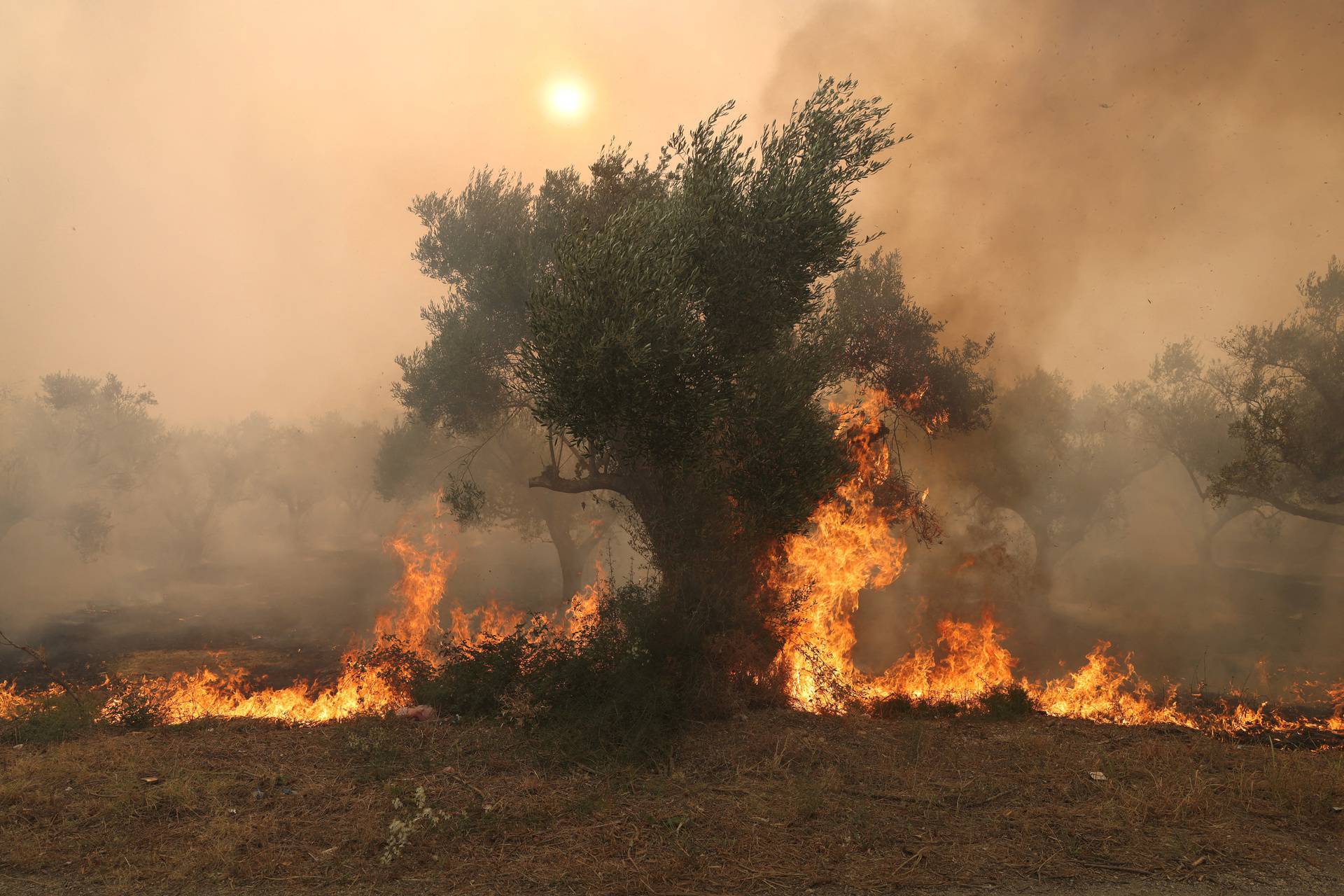 Wildfire rages in Evros region