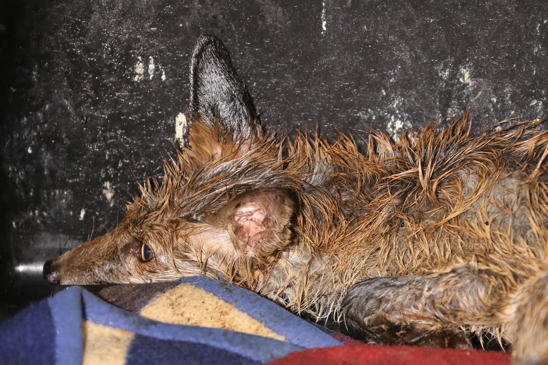 Zagreb: Ranjeni lisac smješten je u Zoološki vrt gdje se oporavlja