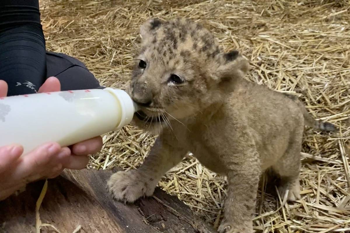 Simba je prvi lavić u Zoo vrtu u Singapuru koji je došao na svijet - umjetnom oplodnjom