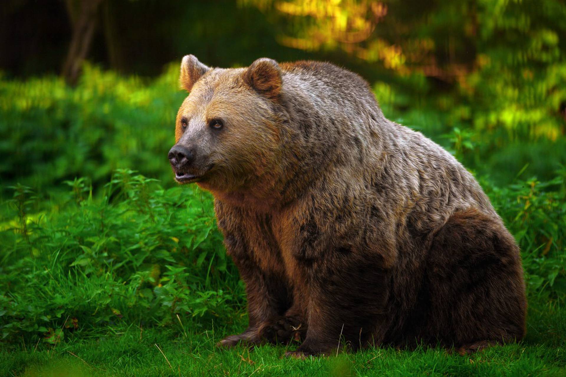 Countryside bears