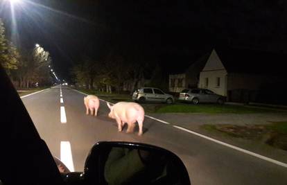 Pobjegle u život: Jesu li svinje kod Osijeka 'nanjušile' kolinje?