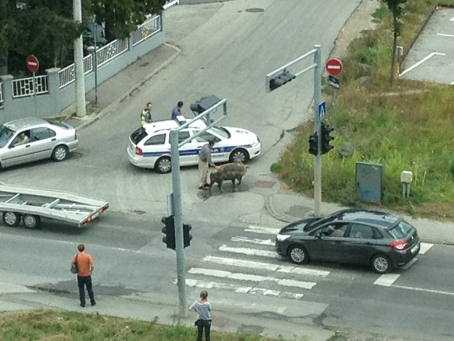 Čitatelj 24sata