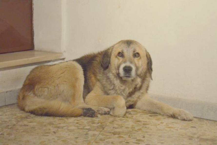 quotidianodipuglia.it