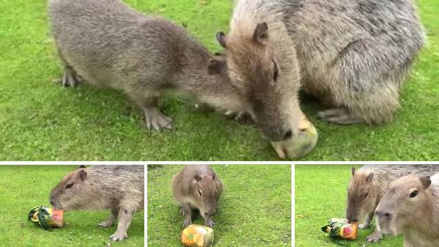 VIDEO Moskva se prži na 35°C: Kapibare u ZOO-u dobile su svoj sladoled. Odmah su navalile...