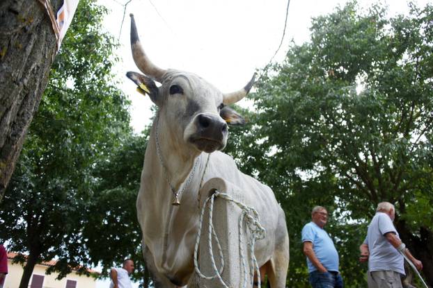 Kanfanar: 35. smotra istarskog boškarina