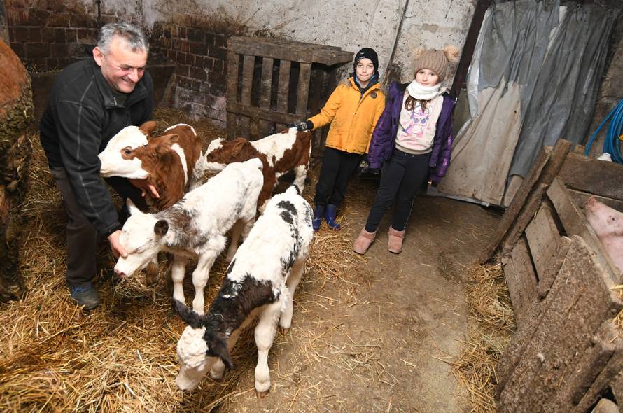 Donja Petrička: Četiri krave u OPG-u Miroslava Trgovca unutar nekoliko dana otelile su osam telića