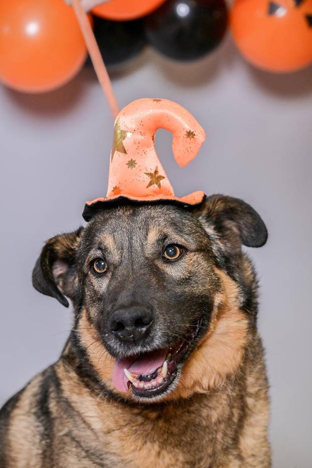 Sklonište u Dumovcu poziva na posebno jesensko udomljavanje pasa i mačaka