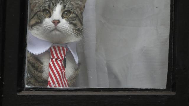 Julian Assange's cat sits at the window of Ecuador's embassy as prosecutor Ingrid Isgren from Sweden interviews Assange in London