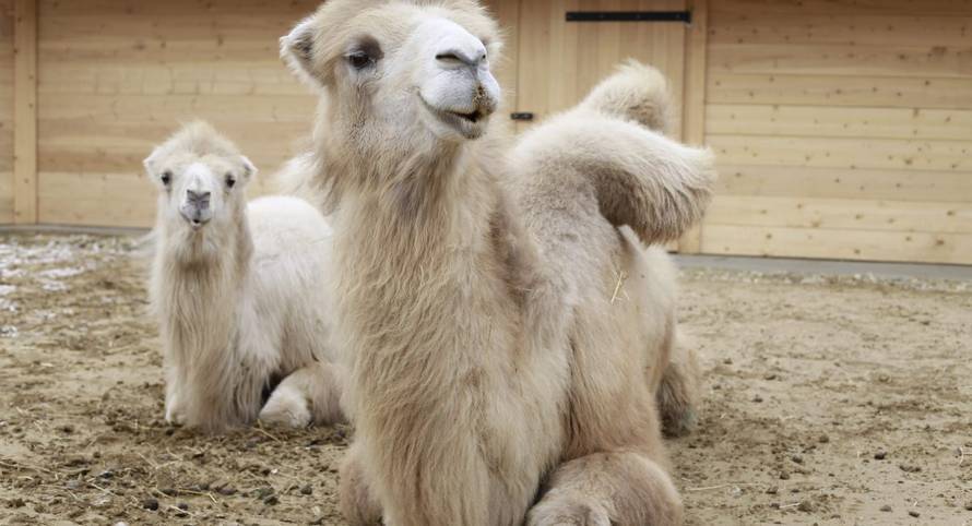 Okusi Đurđevca: Donosimo vam odlične recepte od divljači!