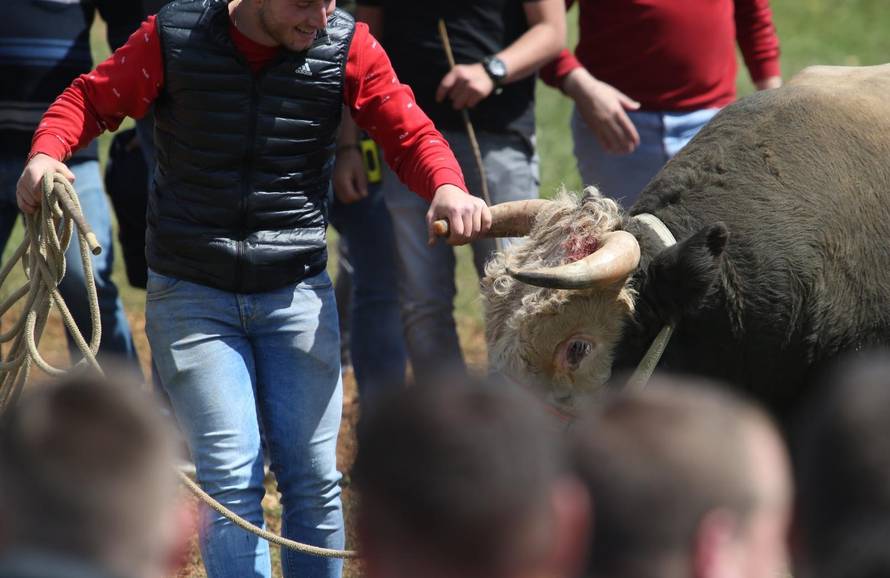 'Ne damo Peronji da viđa krave prije borbe. On bi se zaljubio!'