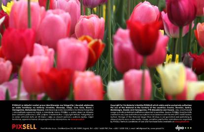 Tulipan je znak snažne ljubavi, a orhideja jako rijetke i krhke
