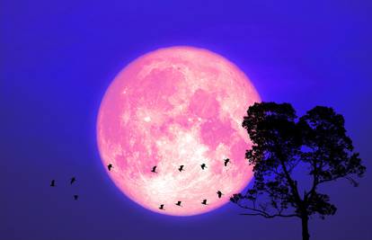 Ružičasti Mjesec na nebu će se pojaviti pred svitanje u 5:32
