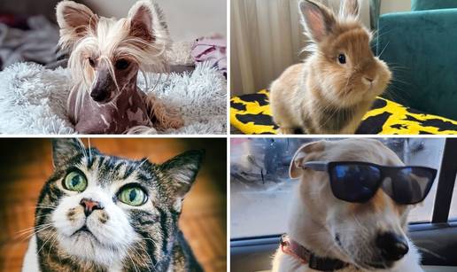 SUPER FOTKE va&scaron;ih ljubimaca! Neki bi mogli biti viralni hit, ali svi su jednostavno neodoljivi