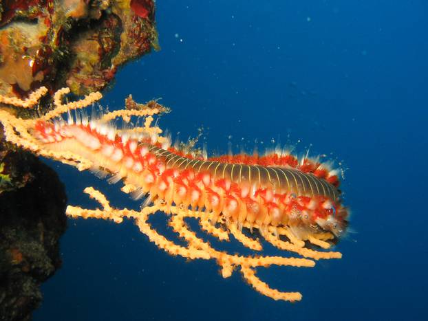 Fire Worm Hermodice carunculata