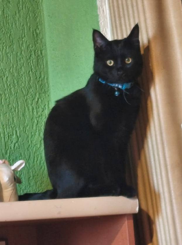 SUPER FOTKE vaših ljubimaca! Neki bi mogli biti viralni hit, ali svi su jednostavno neodoljivi