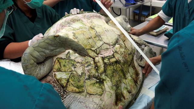 Thai veterinarians prepare to operate on Omsin, a 25 year old femal green sea turtle, to remove coins from her stomach at the Faculty of Veterinary Science, Chulalongkorn University in Bangkok