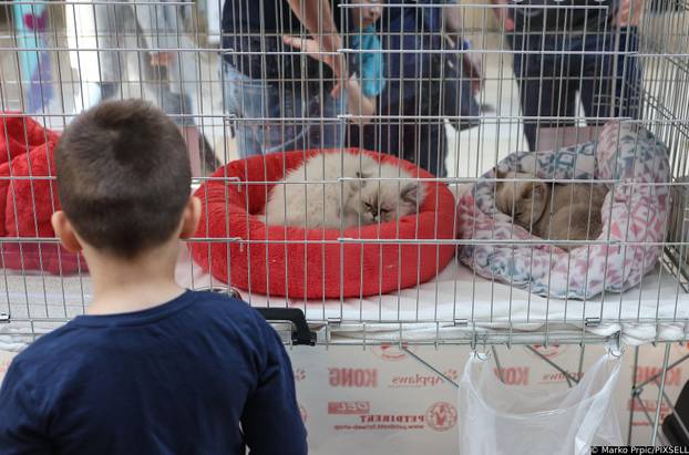 Sve ih obožavamo: Mačke bez dlaka, duge dlake, sive, šarene, uhate, s leopard uzorkom...