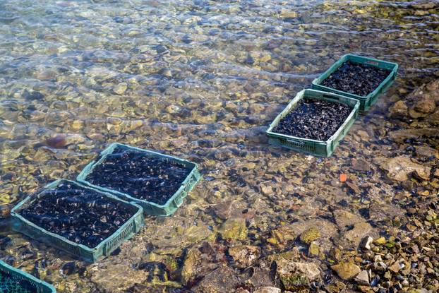 Uzgoj &scaron;koljaka u Malostonskom zaljevu