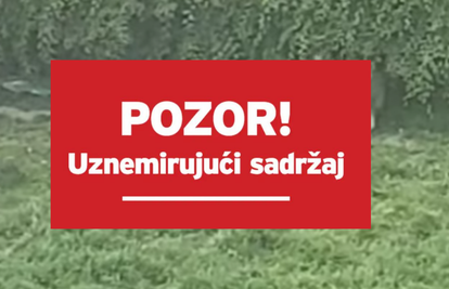 Prijatelji životinja: 'Psi azila u Belom Manastiru su rastrgali kujicu, a pas je jeo mrtvog psa'