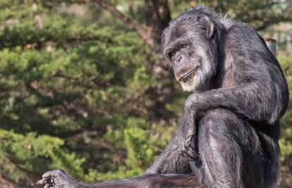 Najstariji mužjak čimpanze u ZOO-u San Franciscu uginuo u subotu: 'Bio je dio našeg grada'