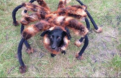 Podvala: Nasmrt ih plašio psić maskiran u odvratnog pauka