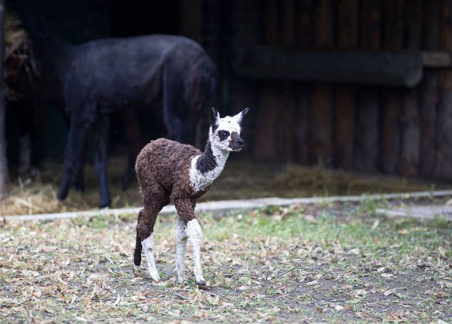 Na svijet došli isti dan: ZOO u Zagrebu bogatiji za 2 mladunca