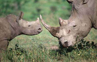 WWF upozorava na rekordan broj ubijenih afričkih nosoroga