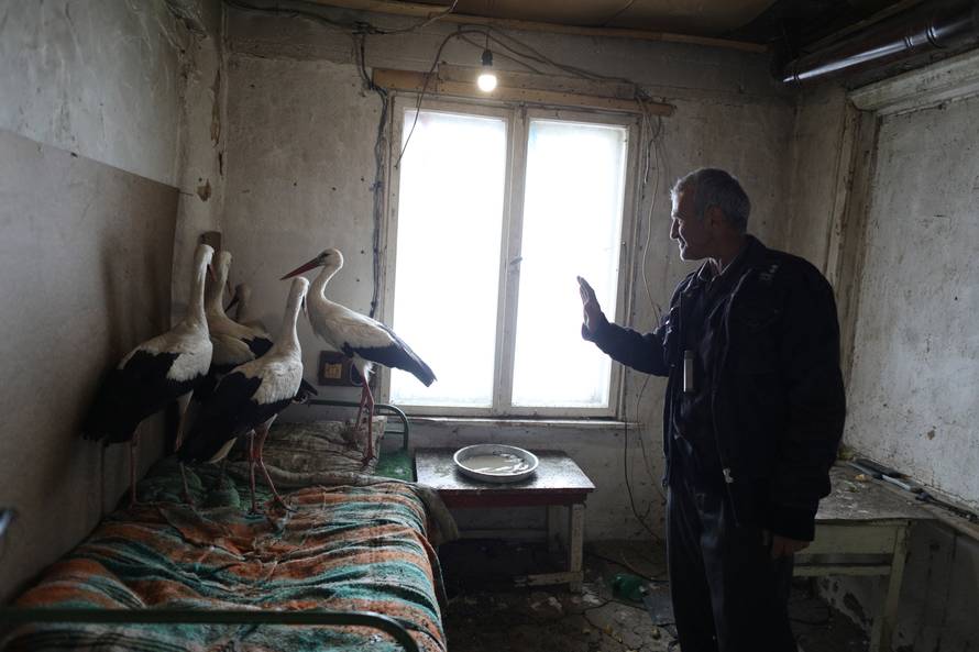Bulgarian farmer Ismail reacts next to storks that he saved in the village of Zaritsa