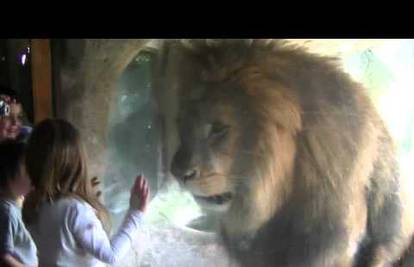Upoznajte Sofiju, neustrašivu trogodišnju krotiteljicu lavova