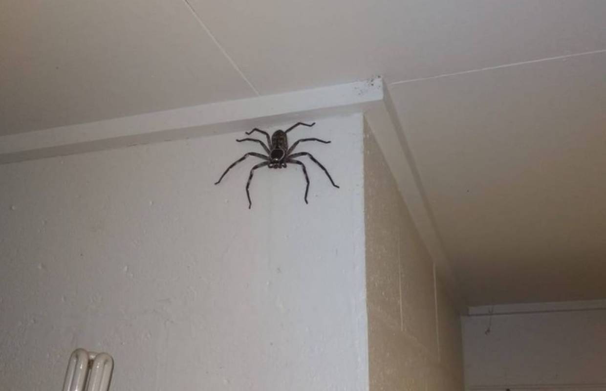 Hvala, ali ne! Australac s ovim paukom živi već  godinu dana