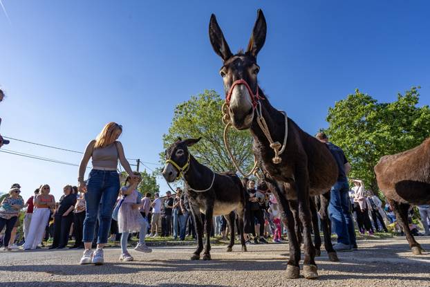 Pula: Održana je tradicionalna 55. Trka na tovari
