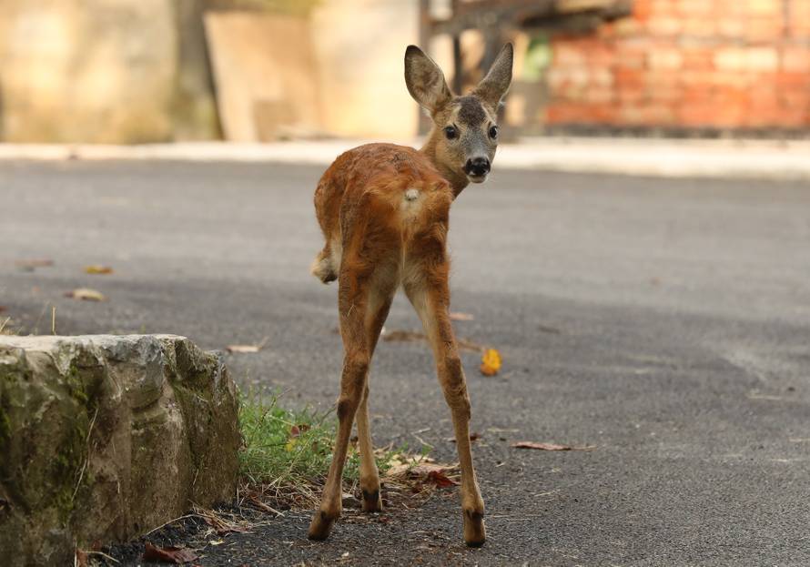 Nevjerojatna priča iz Krasna: Spasili ozlijeđeno lane, danas je tronogi Juriša ljubimac cijele obitelji