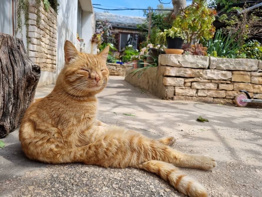 Upoznajte Duju, najpoznatijeg mačka na Korčuli. Sjedi kao čovjek i nikad nije imao curu