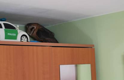 VIDEO Kod Đakova sova uletjela u sobu kroz prozor: 'Čuo sam grebanje, mislio sam da je miš'
