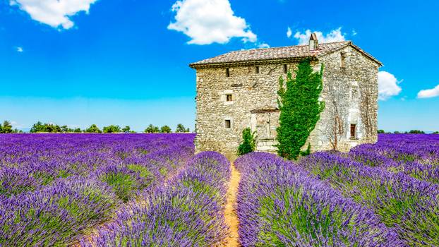 Landscape in Provence
