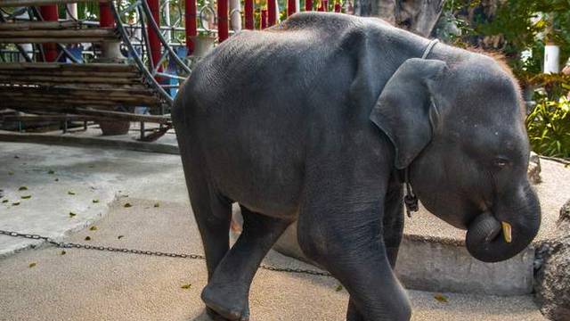 Užas ZOO vrtu: Malog slona sile da glavom trese na techno