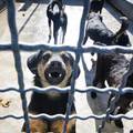 Napuštanje životinja postaje kazneno djelo: Tko ostavi psa može u zatvor i do godinu dana