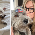 Jennifer Aniston udomila još jednog psića: Oni su moja djeca