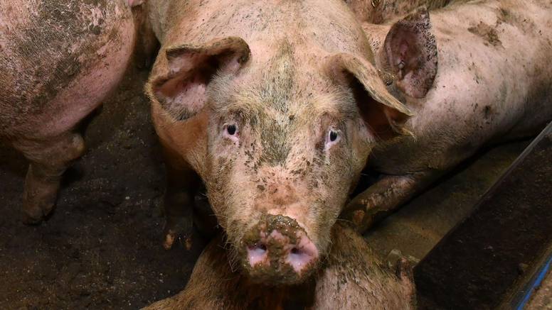 Varaždin: Zbog električnog kvara je uginulo 1000 svinja