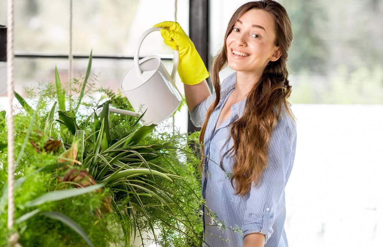 Biljke koje čiste zrak u vašoj kući: Aloe vera, areka palma...