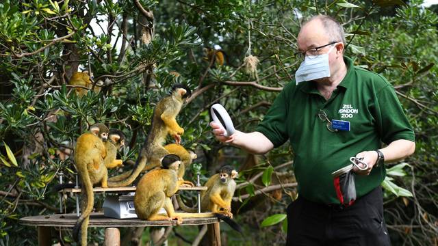 ZSL London Zoo annual weigh-in