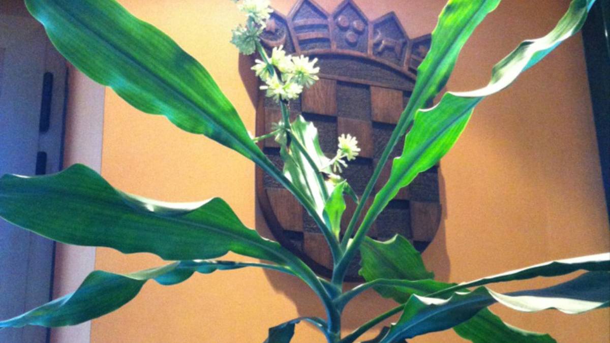 glücksfeder standort temperatur Glücksfeder - Zamioculcas Ø:14 H:50 cm - Pflanzen sicher zu dir nach Hause main image 0