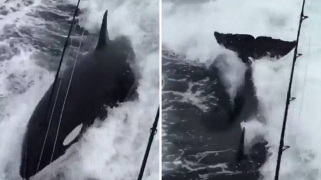'Ovo se vidi jednom u životu': Rijetki prizori zaigranih kitova
